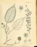 Altingia excelsa