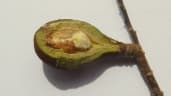 Licania littoralis