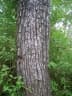 Terminalia elliptica