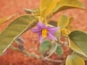 Solanum centrale