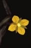 Ludwigia hyssopifolia