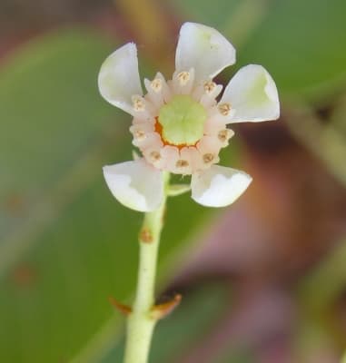 Soymida febrifuga