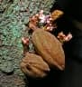 Cynometra cauliflora