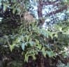 Embelia ribes