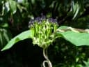 Ceropegia papillata