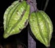 Herrania nitida