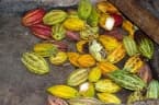 Theobroma cacao