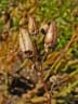Nicotiana tabacum