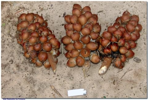 Attalea dubia