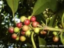 Ilex theezans