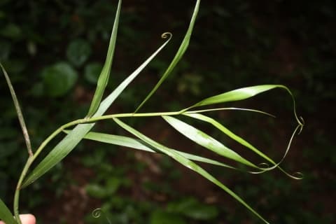 Flagellaria guineensis