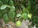 Guaiacum officinale