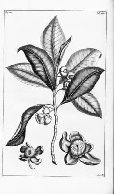 Dillenia serrata