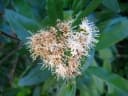 Nuxia oppositifolia