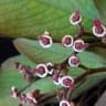 Euphorbia umbellata