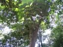 Litsea grandis