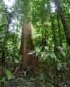 Koompassia excelsa