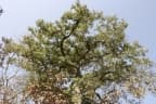 Ficus dicranostyla