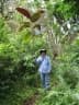 Miconia calvescens