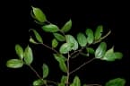 Celtis tessmannii