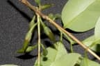 Cratoxylum maingayi