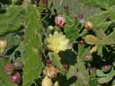 Opuntia monacantha