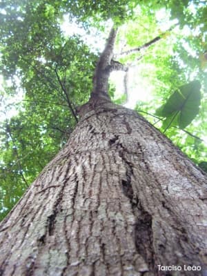 Tapirira guianensis
