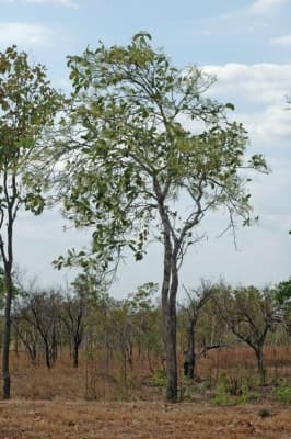Buchanania obovata