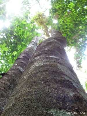 Couepia rufa