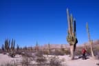Pachycereus pringlei
