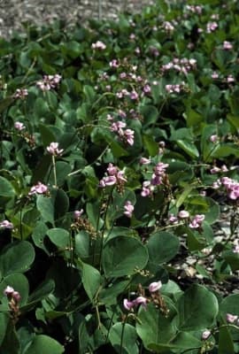 Canavalia rosea