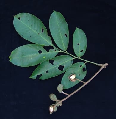 Trichilia poeppigii
