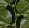 Ziziphus mucronata