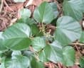 Chondrodendron tomentosum