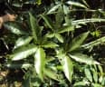 Vitex leucoxylon