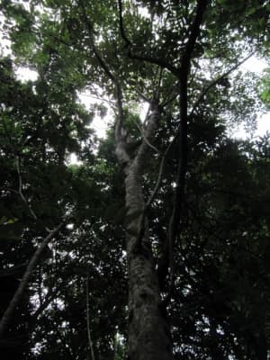 Vitex gaumeri