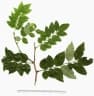 Leptolobium panamense