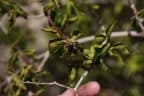 Strophanthus amboensis