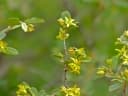 Grewia flava