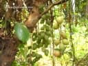 Baccaurea ramiflora