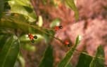 Gomphia serrata