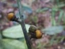 Diospyros gracilescens