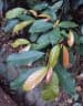 Ficus nervosa