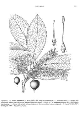 Helicia nilagirica