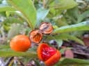 Pittosporum ferrugineum