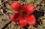 Bombax ceiba