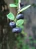 Phyllanthus reticulatus