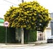 Senna macranthera