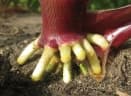 Zea mays