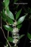 Myrciaria cuspidata
